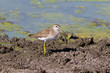 Wood Sandpiper on the shore / Tringa glareola
