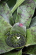 Bromelie (Neoregelia concentrica)