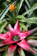 Bromelie (Neoregelia)