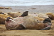 Walrus family haul out