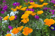 Blumenwiese
