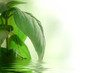 Photo: Basil reflection Basil reflection