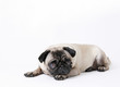 Mops Mops
