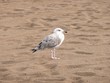 Foto: Seagull on a Mediterranean sea beach Seagull on a Mediterranean sea beach