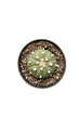 Foto: Water melon shape Cactus Water melon shape Cactus