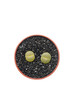 Foto: Couple of young Lithops Couple of young Lithops