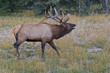 Bugling bull elk, cervus canadensis