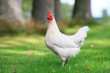 white chicken in the grass