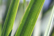 Foto: Green grass blades macro Green grass blades macro