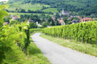 Route de vine Route de vine