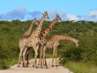 giraffes snack giraffes snack