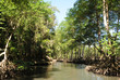 Tropical mangrove