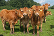 limousin calves