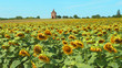 Tournesol et pigeonnier, Gers