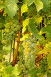 Wine grapes at sunset