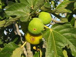 Fichi sull'albero - Figs on the tree
