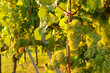 Weinberg bei Sonnenuntergang