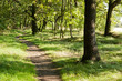 Foto: Waldweg im Sommer Waldweg im Sommer