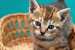 Adorable kitty in basket
