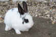 Foto: Kaninchen Kaninchen