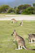 Mob of kangaroos Mob of kangaroos