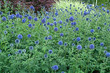Kugeldisteln - Echinops