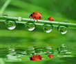 fresh morning dew and ladybird