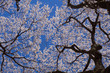 Photo: 枝垂れ桜と青空 枝垂れ桜と青空