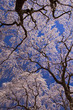 Photo: 枝垂れ桜と青空 枝垂れ桜と青空