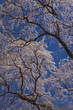 Photo: 枝垂れ桜と青空 枝垂れ桜と青空