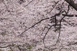 Photo: 桜 桜