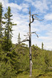 Schweden Dalarna Fulufjäll Nationalpark