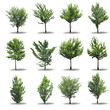 Collection tree isolated on white background Collection tree isolated on white background