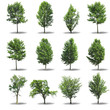 Photo: Collection tree isolated on white background Collection tree isolated on white background