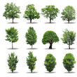 Collection tree isolated on white background Collection tree isolated on white background