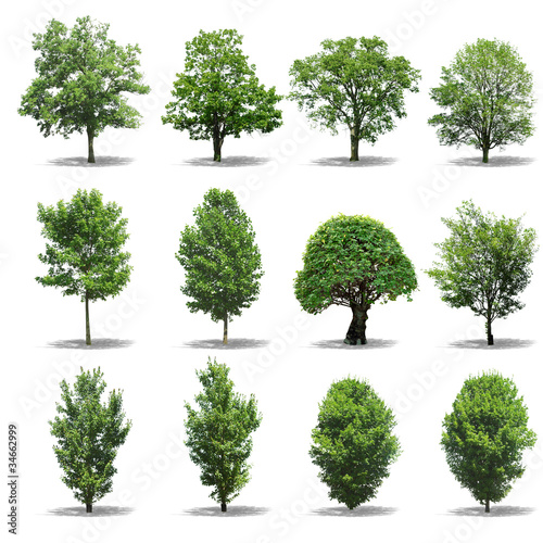 Foto: Collection tree isolated on white background Collection tree isolated on white background