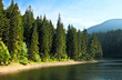 Mysterious Sinevir lake among fir trees. Carpathians. Ukraine