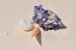 Strandtraum