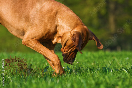 Foto: Hund auf Schatzsuche Hund auf Schatzsuche