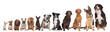 twelve dogs in a row