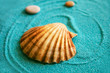 Shell on a blue sand
