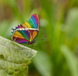 rainbow butterfly