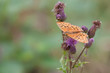 Schmetterling