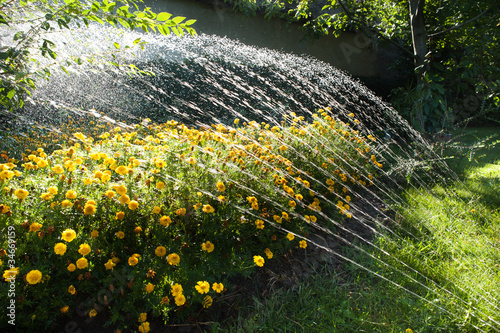 Foto: watering flowers watering flowers