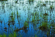 Grass in Water