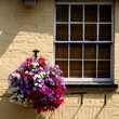 Hanging basket from a window in the sun