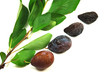 prune_07