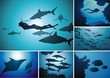 The underwater world