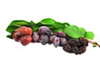 prune_11