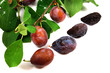 prune_06